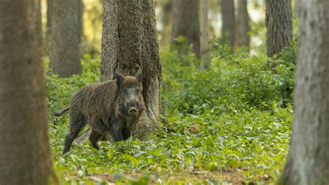 Vaddisznó az erdőben