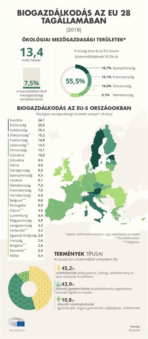 Flagfoci szabályok és játékmenet infografika