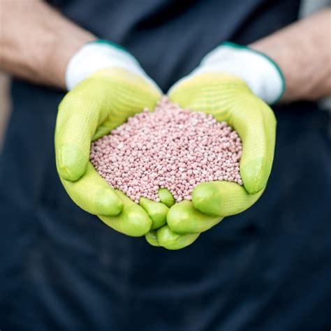Corn Starter Plus műtrágya hatása a gyökérzetre