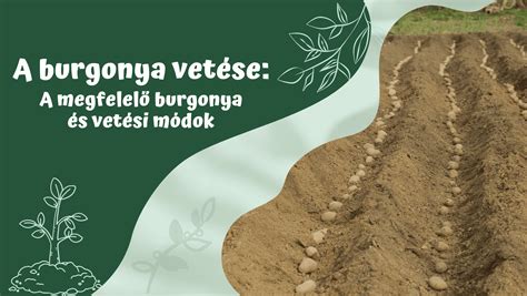 A burgonya igényeinek megfelelő talaj előkészítése