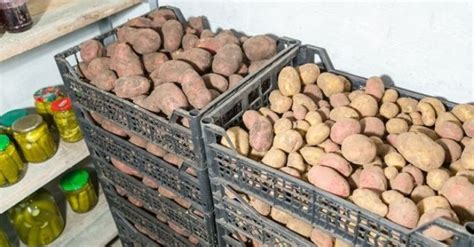 Frissen betakarított burgonya tárolása