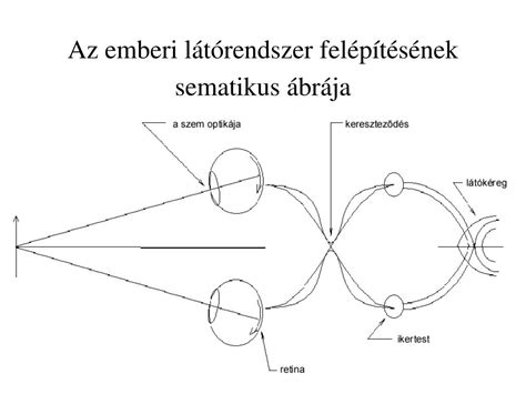 A transzléziós szintézis folyamatának sematikus ábrája