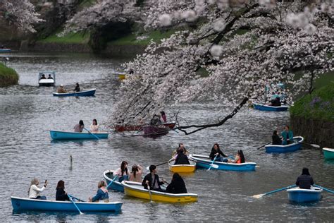 Cseresznyevirágzás (hanami) Japánban