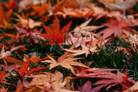 Őszi japán juharok piros levelei
