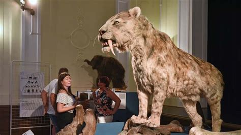 Kardfogú tigris és mamut