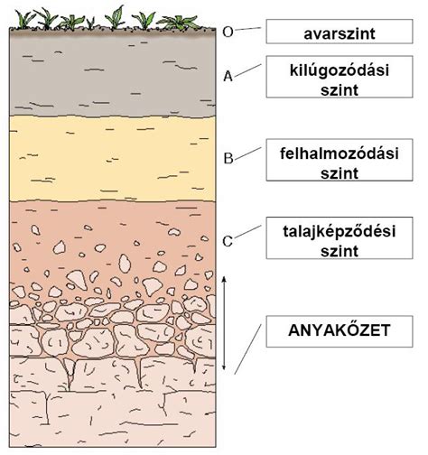 A talaj élővilága és rétegei