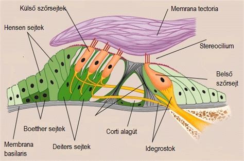 A dobtest felépítése és akusztikai elvei