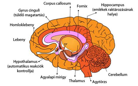 Az agyi sérülések és a CTE kialakulásának folyamata
