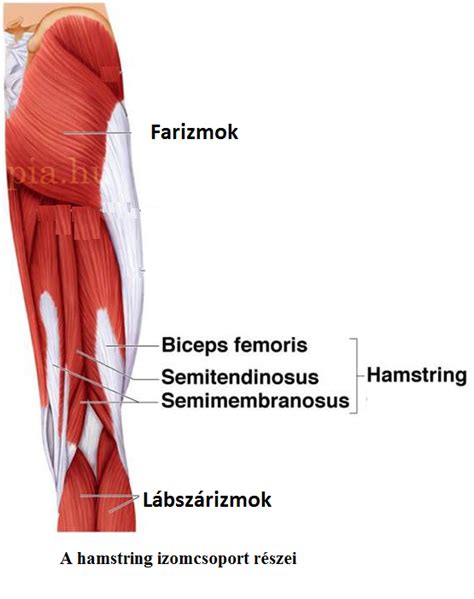 Hamstring izom sérülések anatómiája
