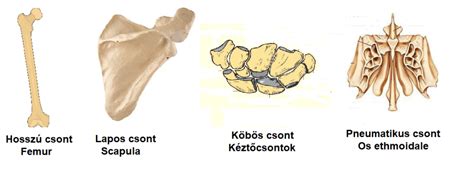 A csontok típusai: csöves, lapos, köbös, szabálytalan
