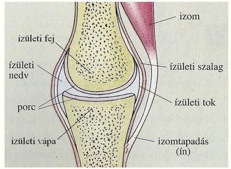 Egy tipikus ízület felépítése