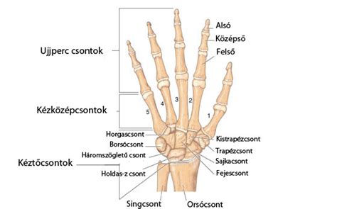 A kéz csontjai és az arányuk az egész csontvázhoz képest