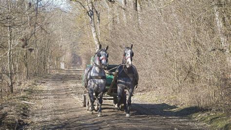 Régi akasztói focicsapat lovas kocsival