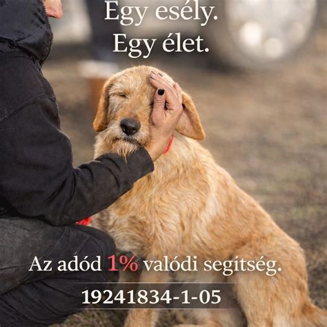 Állateledel és tárgyi adományok gyűjtése a DSZÁ számára
