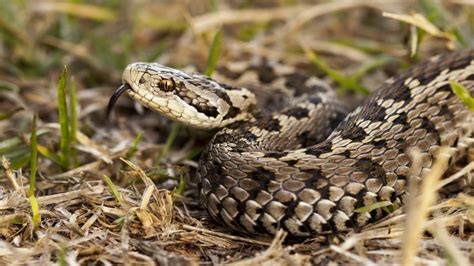 Vipera napozik egy sziklán