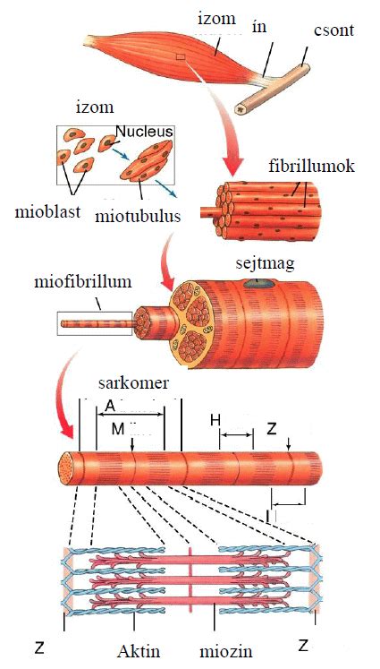 Izomrost típusok ábrája