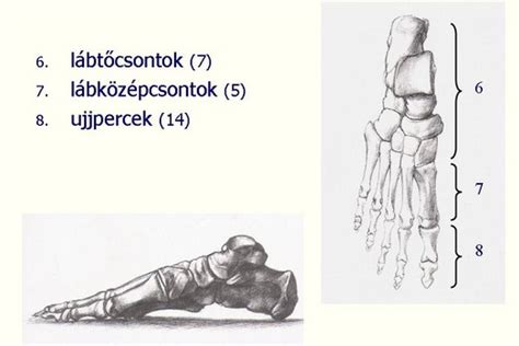 A lábfej deformációja szűk cipő viselése esetén