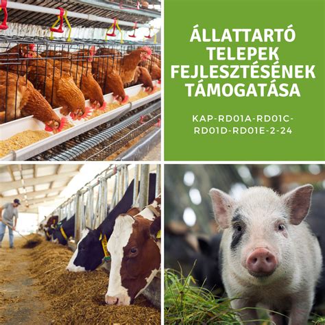 A kapusposzt fejlődésének szemléltetése: a vonalkapustól a modern söprögetőig