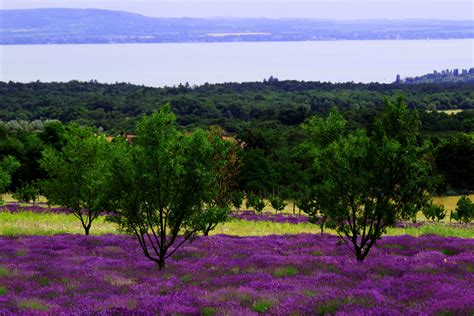 Levendulamezők a Balaton-felvidéken