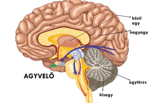 Agy- és gyermekfejlesztési ábra