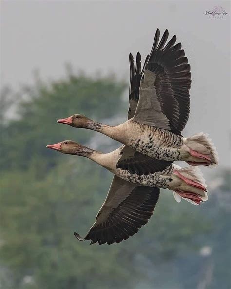 vadliba főtt körettel