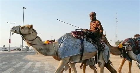 Teveverseny Katarban