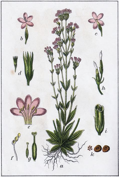 A Centaurium erythraea növény képe
