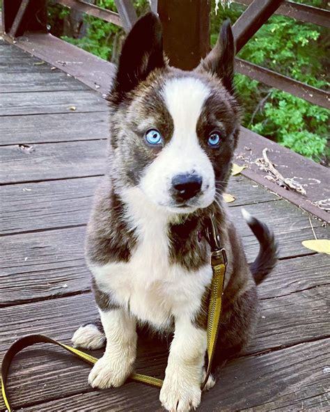 Husky album borítója