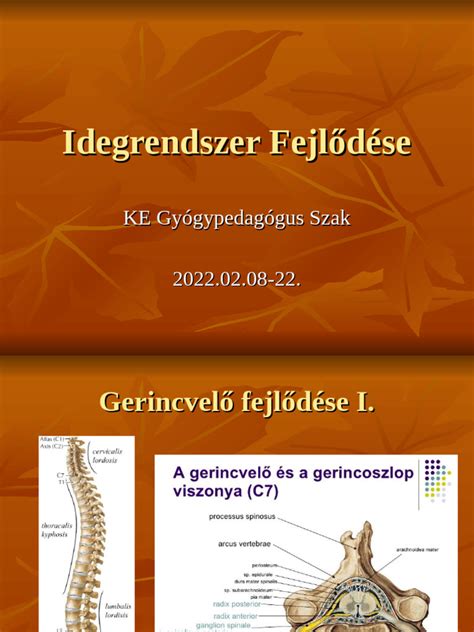 Szlovákia válogatottjának fejlődése
