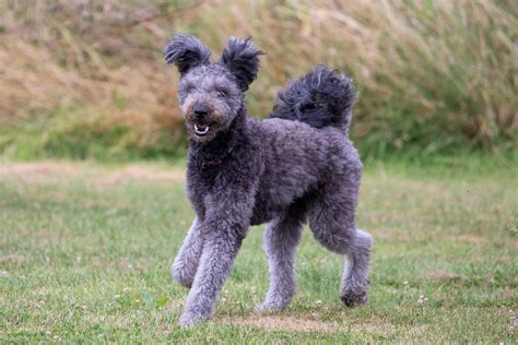 Pumi portré