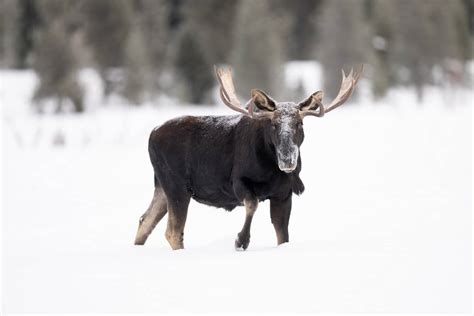 Jávorszarvas Lofotenen